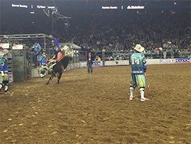 Houston Rodeo Action